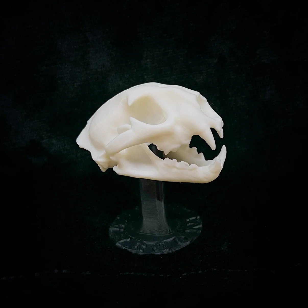  Baby Booners | Mountain Lion Skull